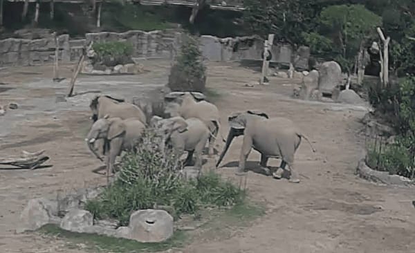 Lessons we can learn from the San Diego Zoo elephants